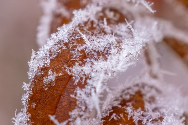 Frosted Off 01, My Backyard, Strathmore, AB, 2024-11-01