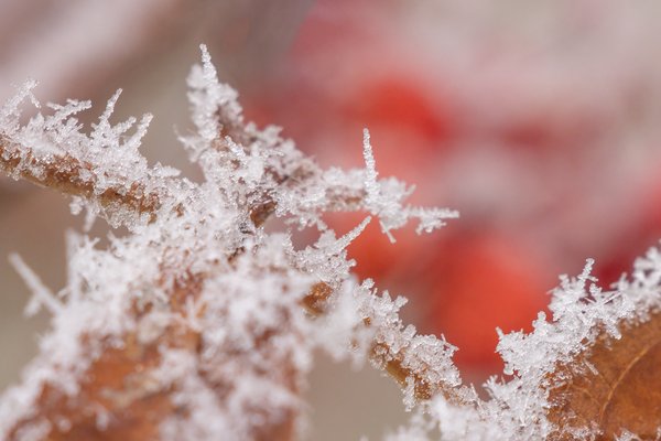 Frosted Off 03, My Backyard, Strathmore, AB, 2024-11-01