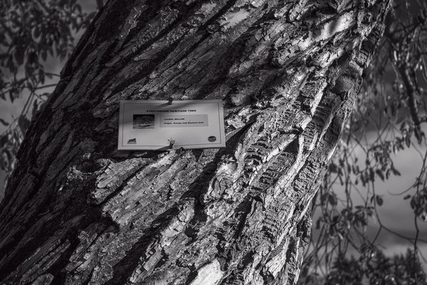 Heritage Tree 03, Thomas Drive, Strathmore, AB, 2024-11-02