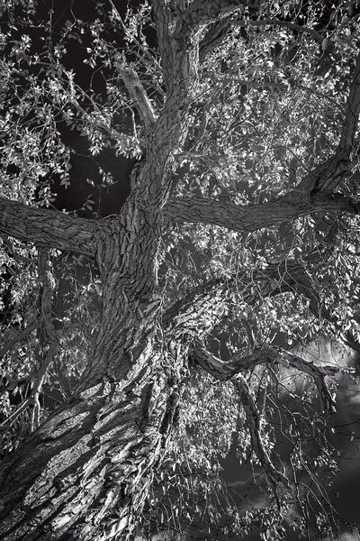 Heritage Tree 01, Thomas Drive, Strathmore, AB, 2024-11-02