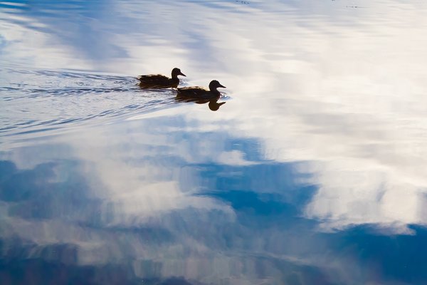Two of a kind, Kinsmen Park, Strathmore, AB, 2024-11-02