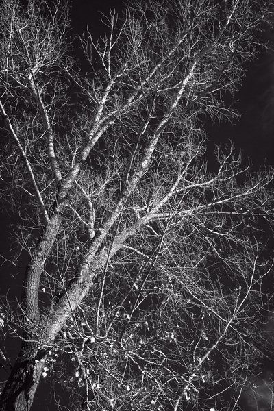 I'm branching out, Kinsmen Park, Strathmore, AB, 2024-11-02