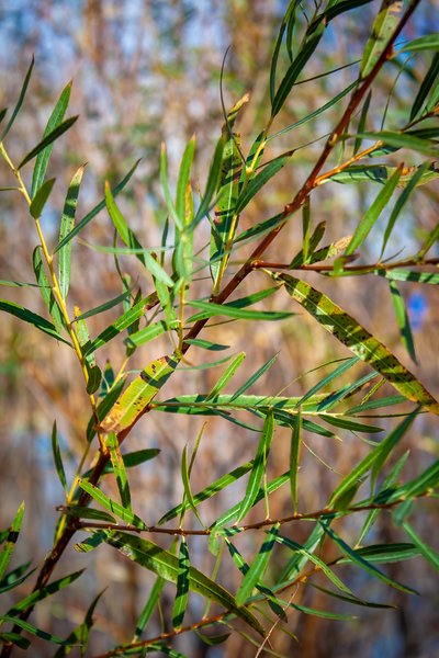Green is gold, Kinsmen Park, Strathmore, AB, 2024-11-02