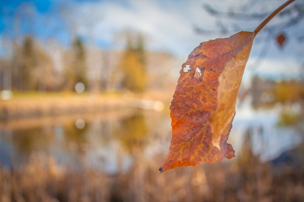 Overlooking the lake, Kinsmen Park, Strathmore, AB, 2024-11-02