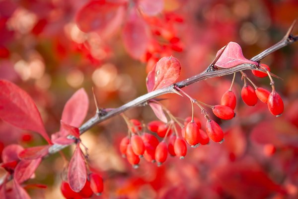 Berry pleased to meet you, Thomas Drive, Strathmore, AB, 2024-11-02