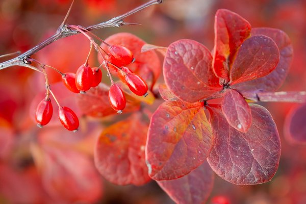 Seeing red again, Thomas Drive, Strathmore, AB, 2024-11-02