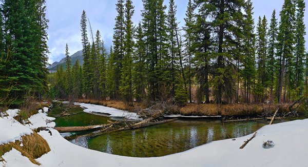 Having a lark in the park, Banff, AB, 2025-04-12