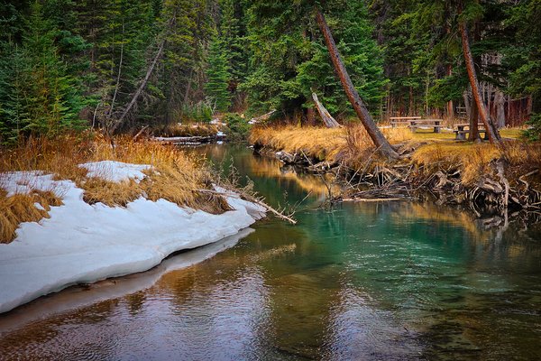 Too early for picnics, Banff, AB, 2025-04-12