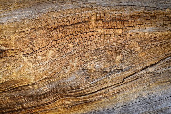 Who wants some texture, Banff, AB, 2025-04-12