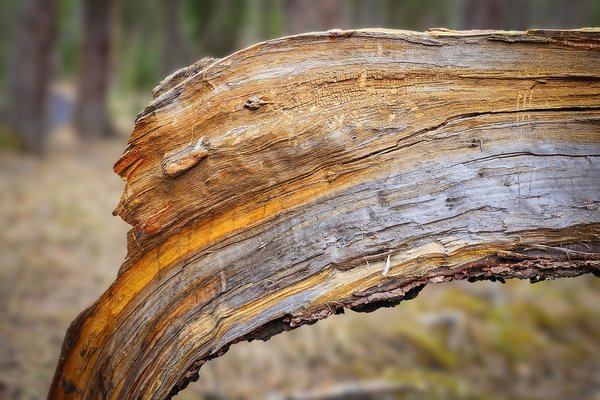 Morning wood, Banff, AB, 2025-04-12