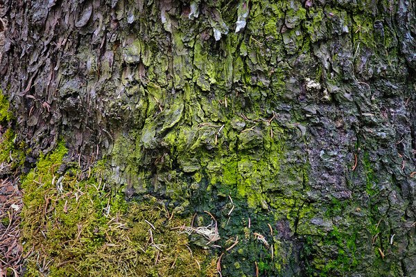 Lean mean and green, Banff, AB, 2025-04-12