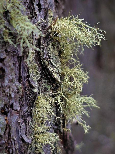 Moss and found, Banff, AB, 2025-04-12
