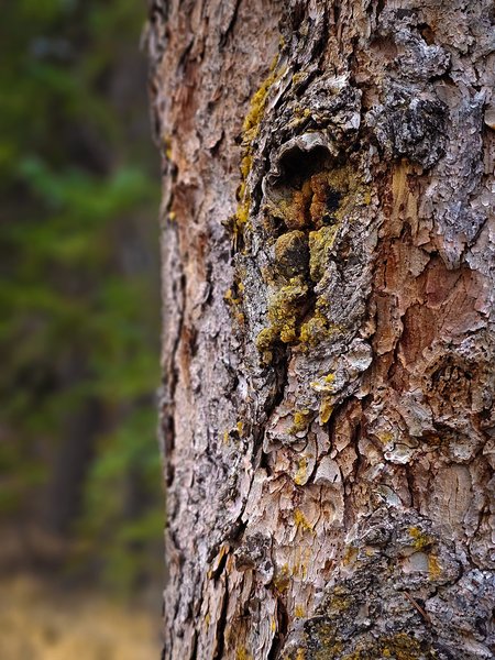 Skin condition, Banff, AB, 2025-04-12