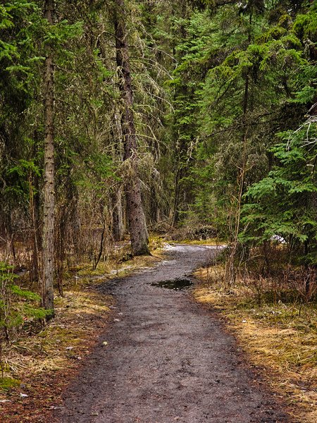 Mildly gross spring hike, Banff, AB, 2025-04-12