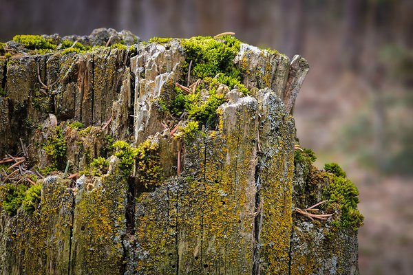 Stumped again, Banff, AB, 2025-04-12