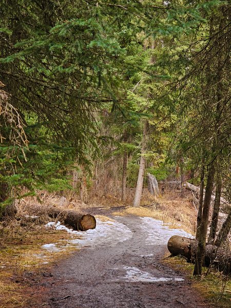 At loggerheads, Banff, AB, 2025-04-12