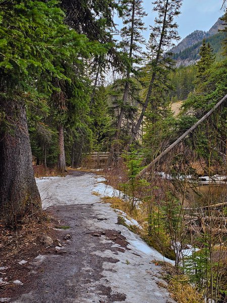 Watch your step, Banff, AB, 2025-04-12