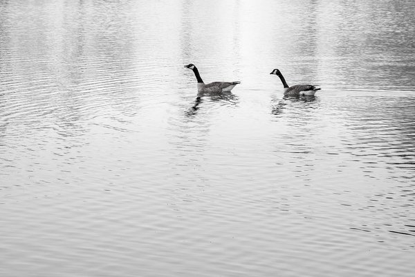 The honkers are back, Kinsmen Lake, Strathmore, Alberta, 2025-04-20