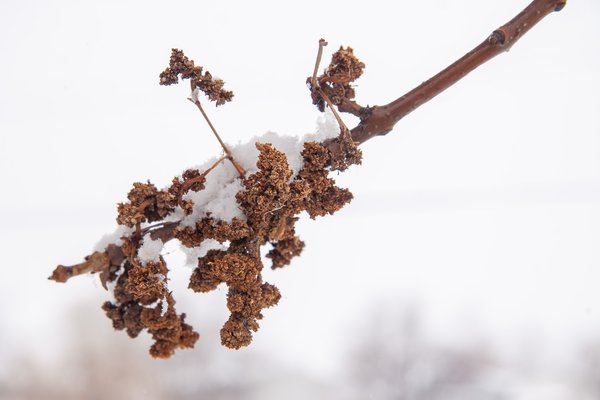 Who doesn't love white frosting, Kinsmen Lake, Strathmore, Alberta, 2025-04-20