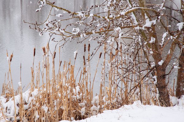 Snowfall at the shoreline, Kinsmen Lake, Strathmore, Alberta, 2025-04-20
