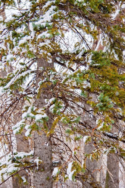 A little bit of everything, Kinsmen Park, Strathmore, Alberta, 2025-04-20