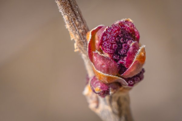 Dynamite comes in small packages, Lilac Buds, My Front Yard, Strathmore, AB, 2025-04-23