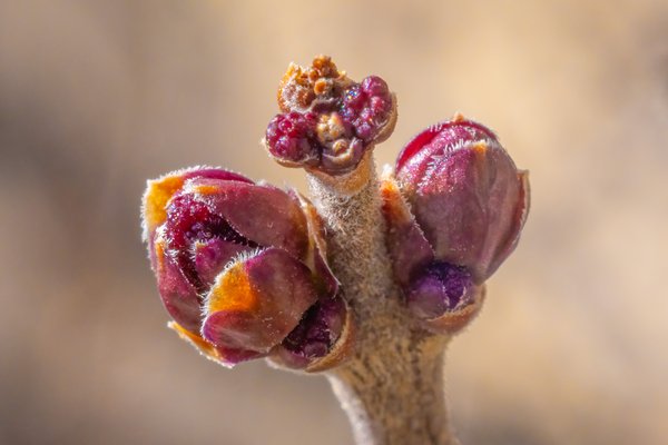 Opening gambit, Lilac Buds, My Front Yard, Strathmore, AB, 2025-04-23