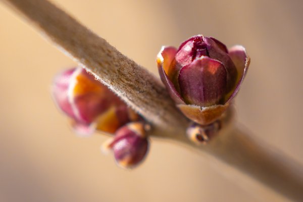 This bud's for you, Lilac Buds, My Front Yard, Strathmore, AB, 2025-04-23