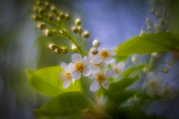 Taking center stage, My Backyard, Strathmore, AB, 2025-05-08
