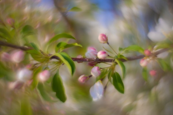 So much potential, Apple tree, Municipal Building, Strathmore, AB, 2025-05-14