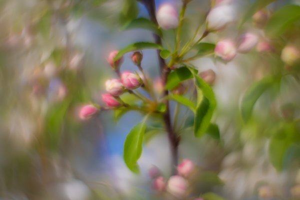 Blossoms playing possum, Apple tree, Municipal Building, Strathmore, AB, 2025-05-14