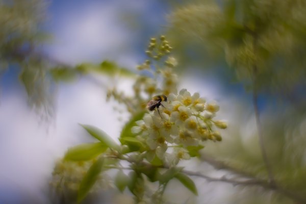 Bee there or bee square, My Backyard, Strathmore, AB, 2025-05-14