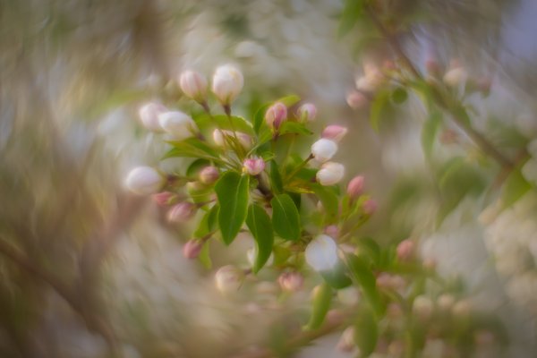 Blossom buddies, Apple tree, Municipal Building, Strathmore, AB, 2025-05-14