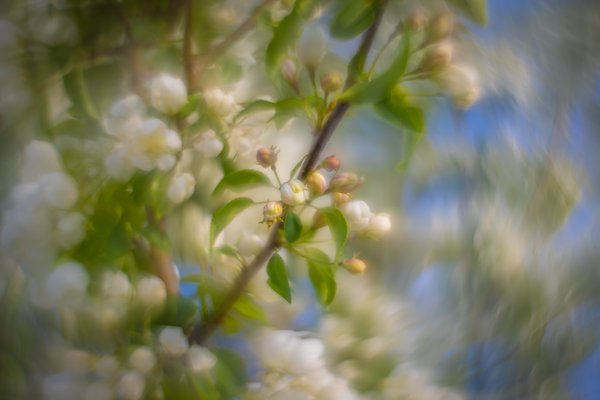 Spin cycle, Apple tree, Municipal Building, Strathmore, AB, 2025-05-14