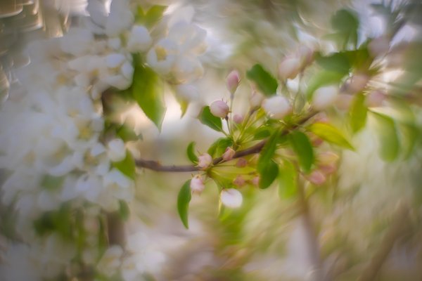Freedom of expression, Apple tree, Municipal Building, Strathmore, AB, 2025-05-14