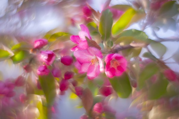 Pretty in pink, 2nd Avenue, Strathmore, AB, 2025-05-14