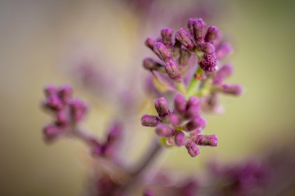 I'll purple your nurples, My Front Yard, Strathmore, AB, 2025-05-015