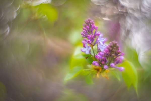 Enter the lilacs, stage left, My Backyard, Strathmore, AB, 2025-05-16