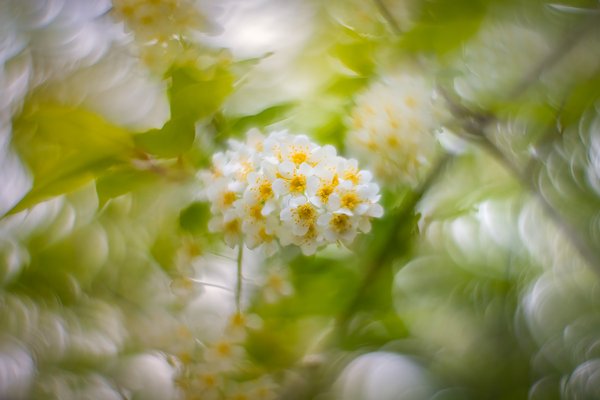 In the thick of it, My Backyard, Strathmore, AB, 2025-05-16