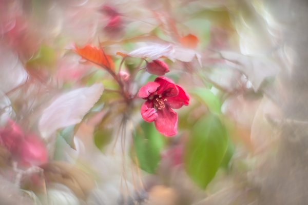 All pinked up with pleasure, My Backyard, Strathmore, AB, 2025-05-16
