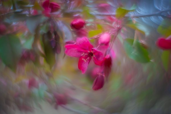 Pink eye again, My Backyard, Strathmore, AB, 2025-05-019