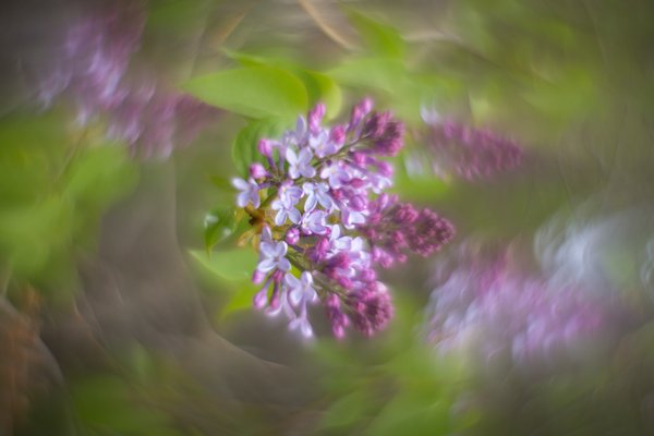 Everyone's fave old lady scent, My Backyard, Strathmore, AB, 2025-05-19