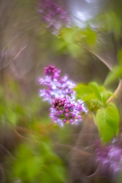 Purple with indignation, My Backyard, Strathmore, AB, 2025-05-19