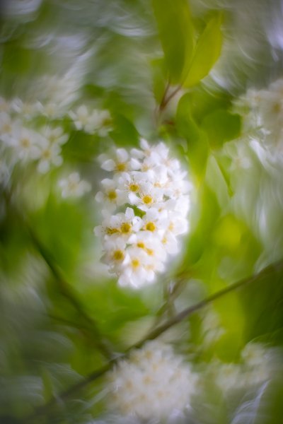 Center of attention, My Backyard, Strathmore, AB, 2025-05-19