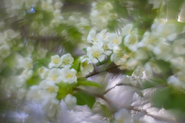 Bright spot in my day, Lambert Park, Strathmore, AB, 2025-05-22