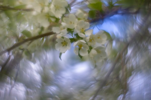 An apple a day, Lambert Park, Strathmore, AB, 2025-05-22