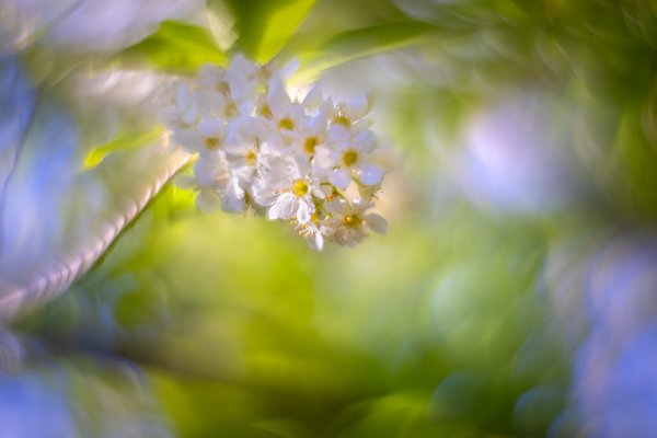 When you least expect it, My Backyard, Strathmore, AB, 2025-05-21