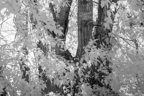Barking up the wrong tree, Gray Park, Strathmore, AB, 2025-05-30