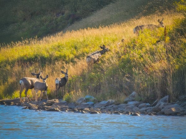 Oh deer me, Chain Lakes, Alberta, 2025-02-24