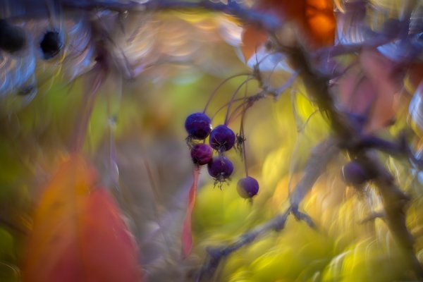 Dying right before your eyes, My Backyard, Strathmore, AB, 2025-10-19